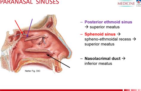 Anatomy Head And Neck Sinus Function And Development Article