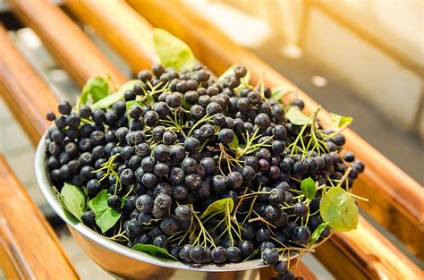 Aronia z Siemieniem Lnianym Właściwości Lecznicze Zastosowanie