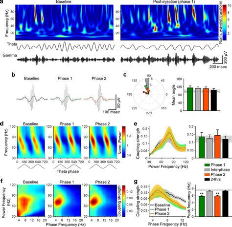 Cross Frequency Coupling Between Theta Phase And Gamma Power Reveals