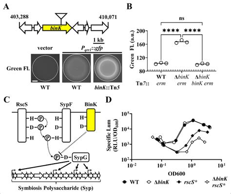 Bink Inhibits The Expression Of The Srna Qrr A Top Tn Insertion