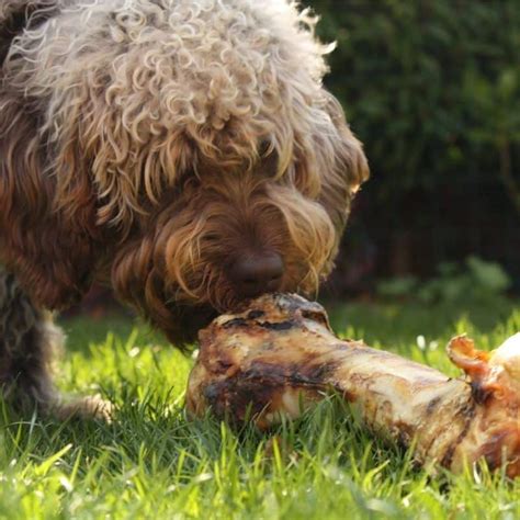 Los Perros Pueden Comer Huesos De Cordero Blog Barkyn