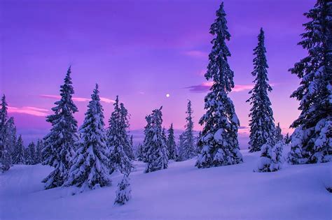 Nature Landscape Forest Snow Winter And Mobile Backgrounds