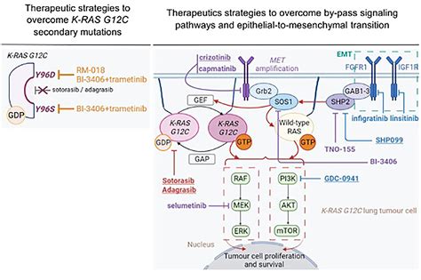 Frontiers Targeting Kras Mutant In Non Small Cell Lung Cancer Novel