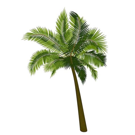 Premium Vector Coconut Straight Palm Tree Vector Illustration Of Palm