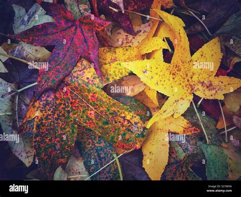 Autumn leaves England UK Stock Photo - Alamy