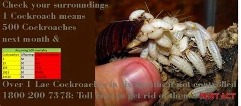 Cockroach Control Service In Gurgaon Id 19942107791