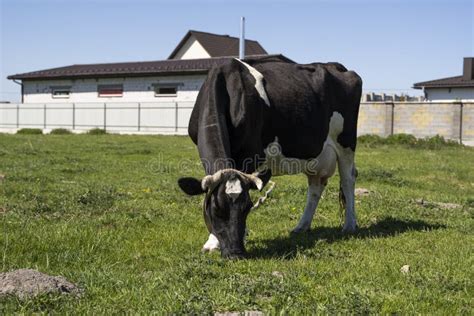 Vaca Blanca Y Negra En Un Pasto De Verano Come Un Pasto Imagen De