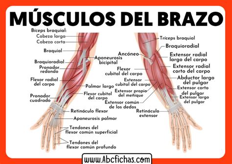 Anatomia de los musculos del brazo y antebrazo - ABC Fichas