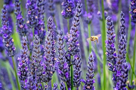 Descubre las mejores plantas para tu jardín de lavanda