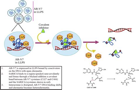 Inhibiting Androgen Receptor Splice Variants With Cysteine Selective