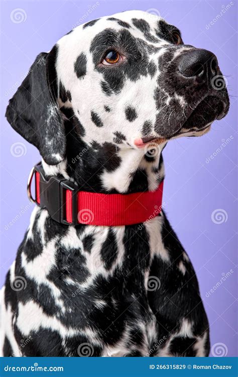 Close Up Of Young Dalmatian Puppy Sitting Looking Up At Owner