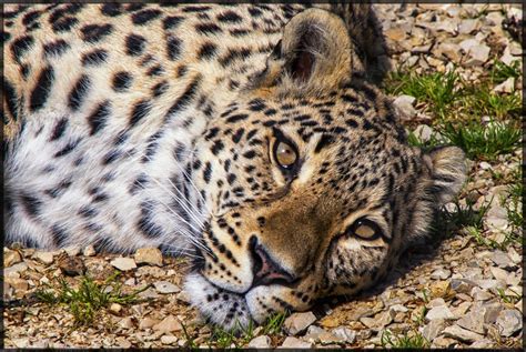 Der Persische Leopard Panthera Pardus Saxicolor In Seine Flickr