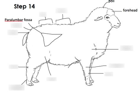 External Sheep Heart Anatomy Sheep Heart Dissection ZA 2 Pptx Sheep