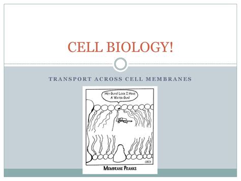 Transport Across Membranes Powerpoint Worksheet Answers Worksheets