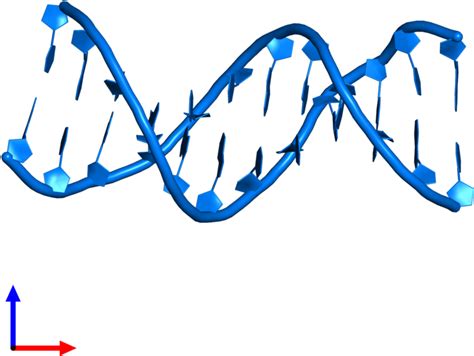 Pdb Entry 1bna Contains 2 Copies Of Dna 3 In Assembly Clipart Full