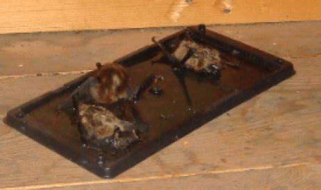 3 Best Bat Traps to Keep Your Home Pest-Free | Pestclue