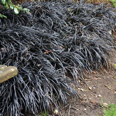 Black Mondo Grass - Buchanan's Native Plants