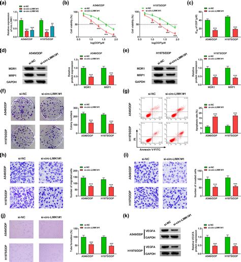 Circ LIMK1 Regulates Cisplatin Resistance In Lung Adenocarcinoma By