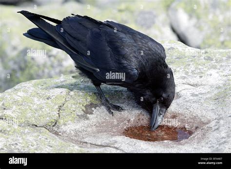 Crow Drinking From A Puddle On Mt Lusen In The Bavarian Forest National