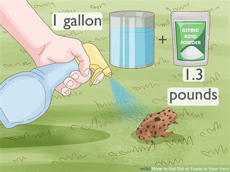 3 Ways To Get Rid Of Toads In Your Yard WikiHow