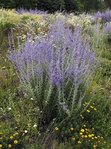 Perowskien Bilder Gartenbildagentur Friedrich Strauss