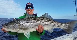 How To Catch Striped Bass 15 Steps The Tech Edvocate