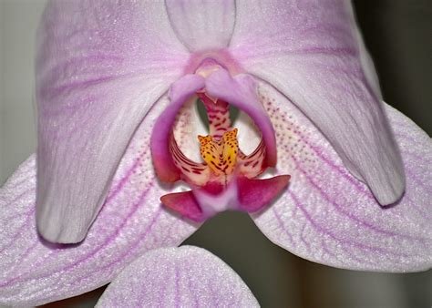 Best Of 2011 Orchid Raymond Vilbi Flickr