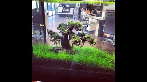 Bonsai Aquarium Aquarium Moss Tree Aquascape Moss Tree YouTube