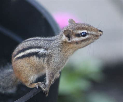 How To Keep Chipmunks Out Of Potted Plants 6 Preventative Tips Homes