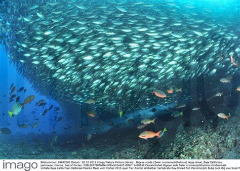 Bigeye Scads Selar Crumenophthalmus Large Shoal Baja California