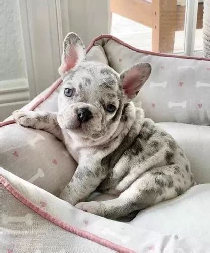 Cachorros Bulldog Francés Blue Merle Hembrass Cuotas sin interés