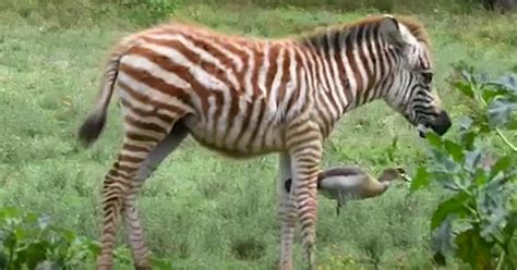 Rare Luminescent ‘golden Zebra Spotted Just Moments After Birth