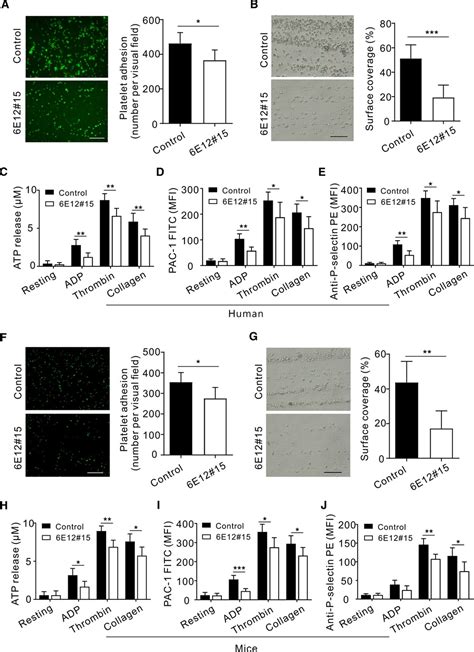 Role Of Kv1 3 Channels In Platelet Functions And Thrombus Formation