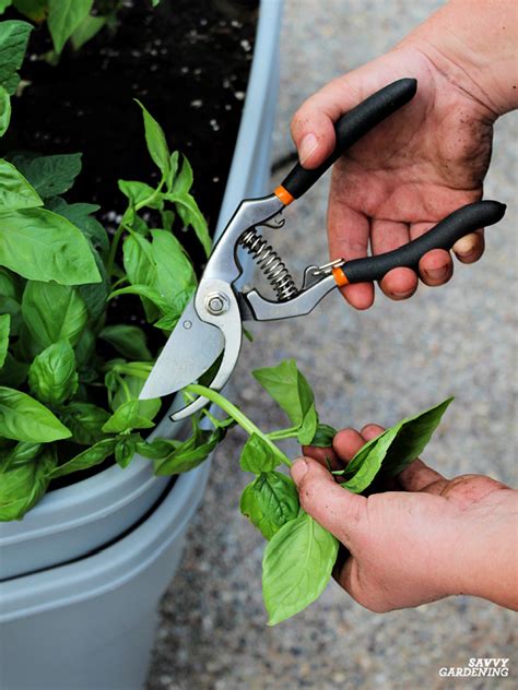 Harvesting Basil: Tips to Maximize Flavor and Yield