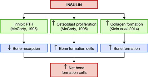 Schematic Representation Showing The Effects Of Insulin On Bone