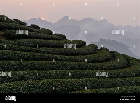 Vietnam, Son La province, Moc Chau, tea plantations Stock Photo - Alamy