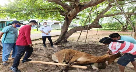 Menyembelih Hewan Kurban Saat Wabah PMK Berikut Aturan Surat Edaran Menag