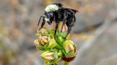 Are Managed Bumble Bees In The West Coast Good Or Bad Blueberry