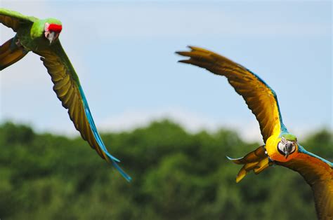 Macaws in flight by FurLined on DeviantArt