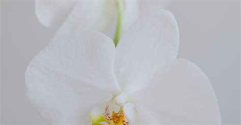 Close-up of Orchid Flower · Free Stock Photo