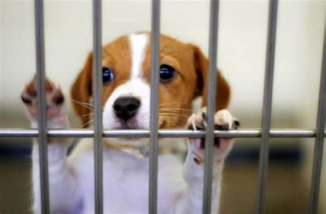 Chicago Bans Puppy Mill Pet Stores - Life With Dogs