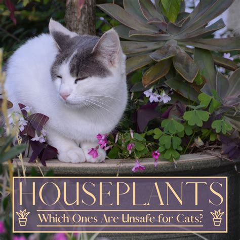 Which Houseplants Are Non Toxic To Cats At Bridget Lois Blog