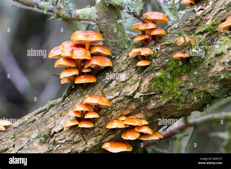 Common British Fungi Hi Res Stock Photography And Images Alamy