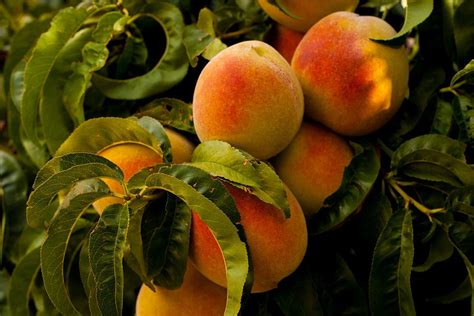 Peaches: Nutrition Facts, Health Benefits, Side Effects | by Home Health Up | Medium