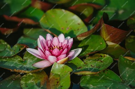 Premium Photo Closeup Shot Of Beautiful Pink Sacred Lotus Flowers In