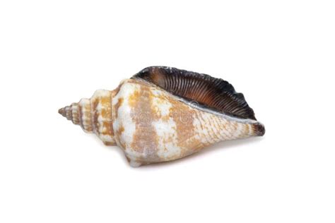 Image Du Canarium Urceus Est Une Esp Ce D Escargot Marin Un Mollusque