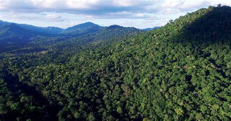 La ONU reconoció el trabajo de restauración en el Bosque Atlántico de