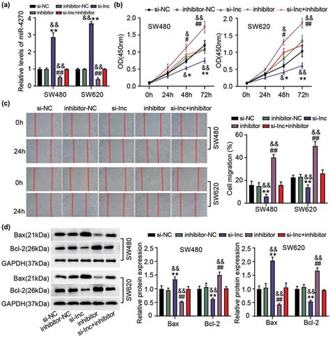 Elfn1 As1 Targeting Mir 4270 Promotes Cc Cell Malignant Behaviors