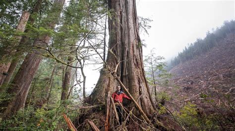 What Will It Take To Save Bc S Old Growth Forests Youtube