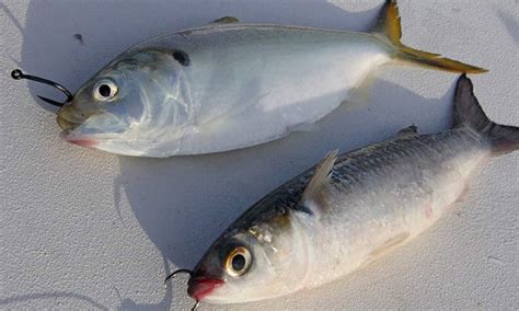 Soal Jawab Mancing Ikan Umpan Terbaik Mancing Di Laut Umpan